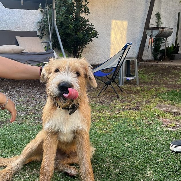 El perro